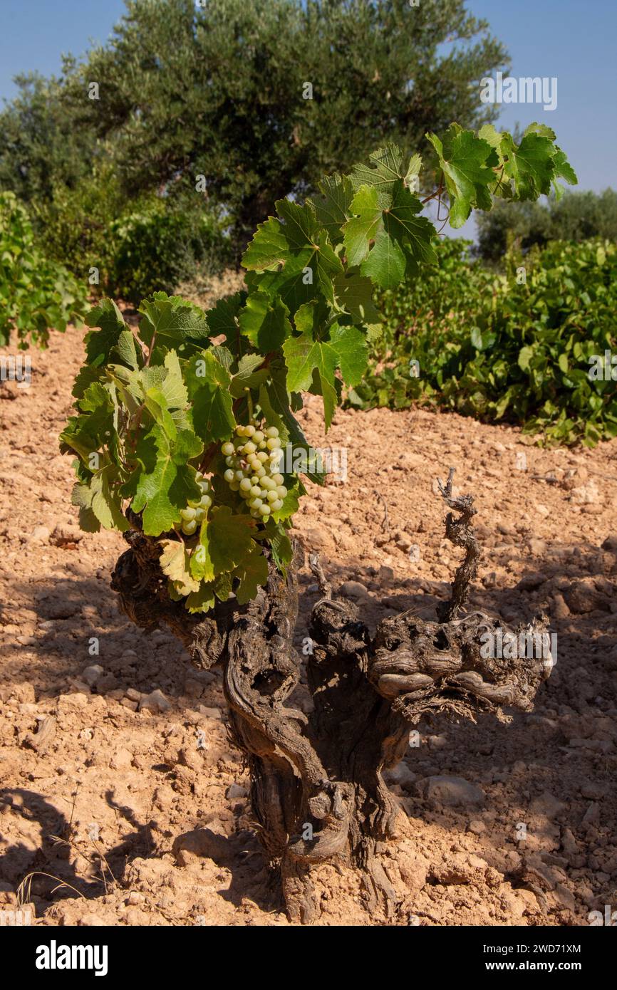 Mediterraner Weinberg mit weißen Trauben Stockfoto