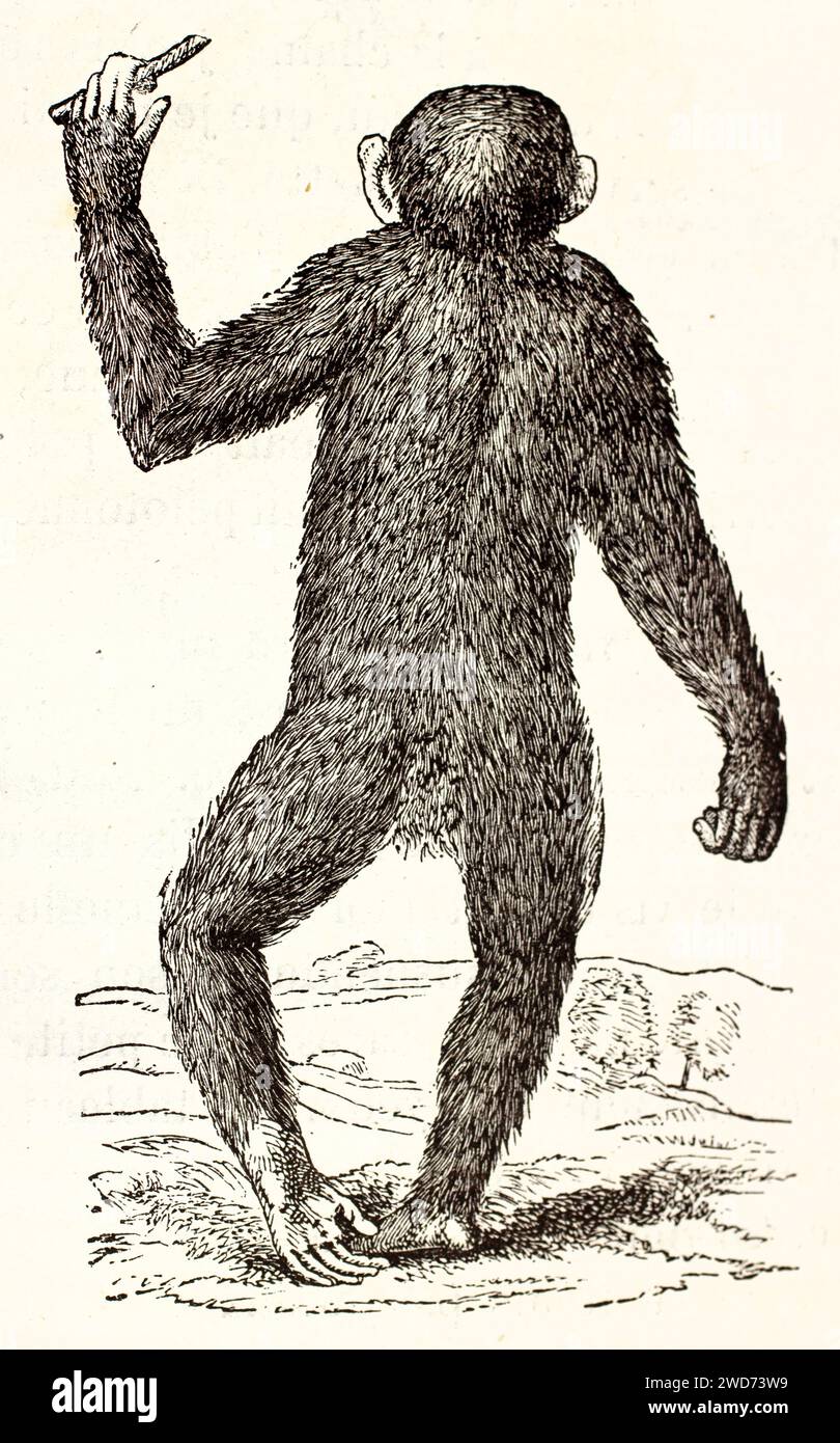 Alte, gravierte Abbildung eines Affen-Rückansicht. Von unbekanntem Ausspruch, veröffentlicht auf Brehm, Les Mammifers, Baillière et fils, Paris, 1878 Stockfoto
