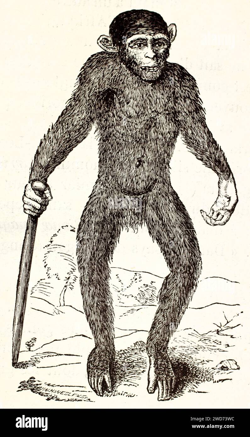 Alte gravierte Abbildung eines Affen, der einen Stock hält. Von unbekanntem Ausspruch, veröffentlicht auf Brehm, Les Mammifers, Baillière et fils, Paris, 1878 Stockfoto