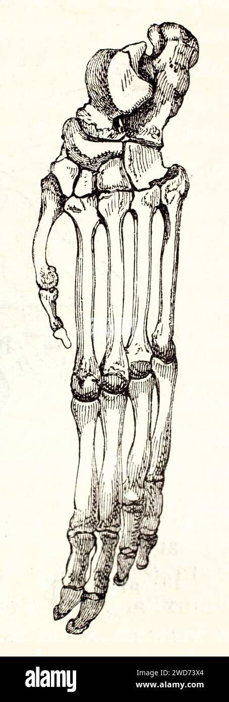 Alte Gravur-Illustration der Orang-Utan-Fussknochen. Von unbekanntem Autor, veröffentlicht auf Brehm, Les Mammifers, Baillière et fils, Paris, 1878 Stockfoto