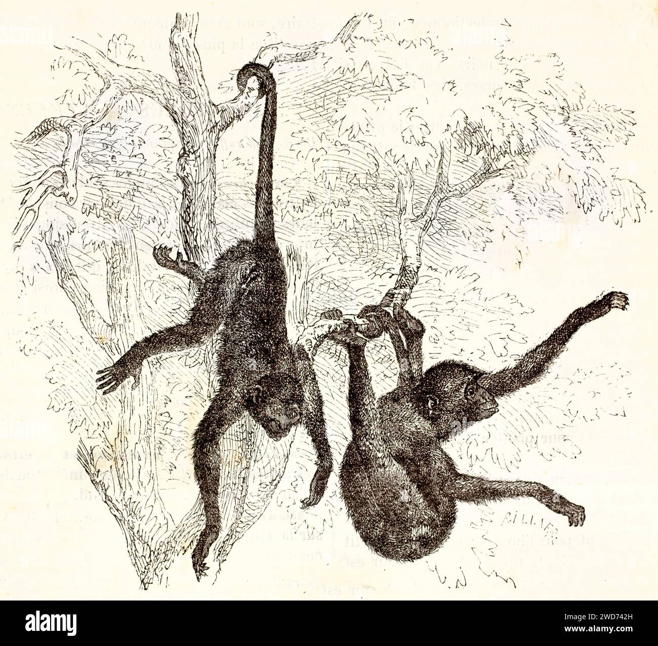 Alte gravierte Illustration von ein paar Rotgesichtspinnen-Affen im Dschungel. Kretschmer und Illner, veröffentlicht auf Brehm, Les Mammifers, B Stockfoto