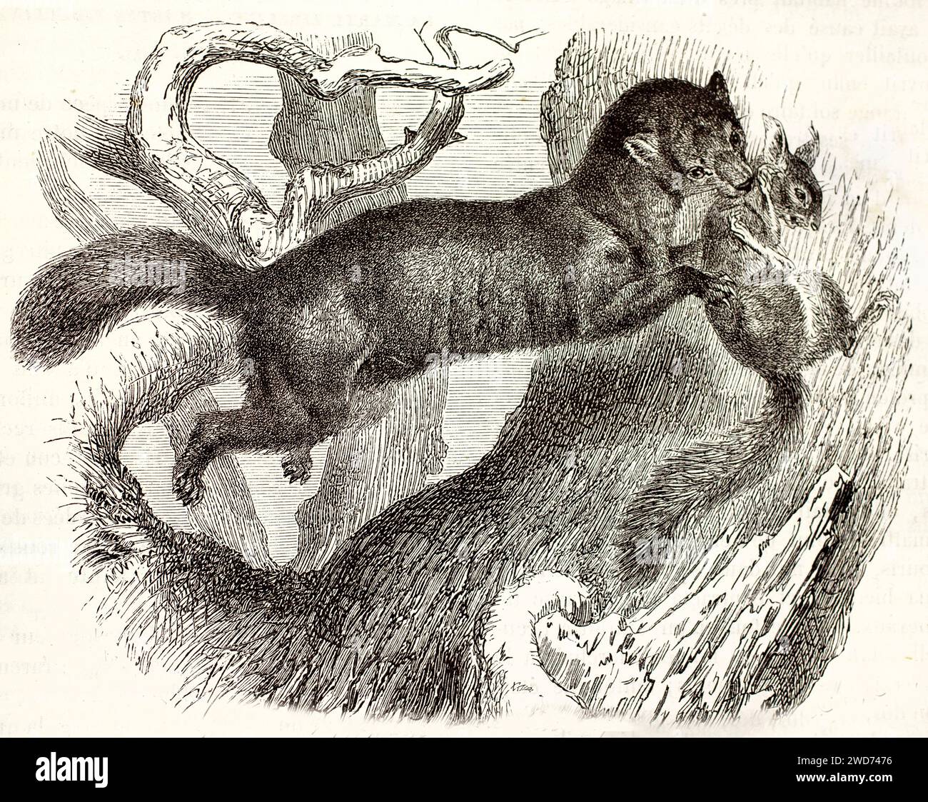 Alte gravierte Illustration von Sable mit seiner Beute. Erstellt von Kretschmer und iIllner, veröffentlicht auf Brehm, Les Mammifers, Baillière et fils, Paris, 1878 Stockfoto