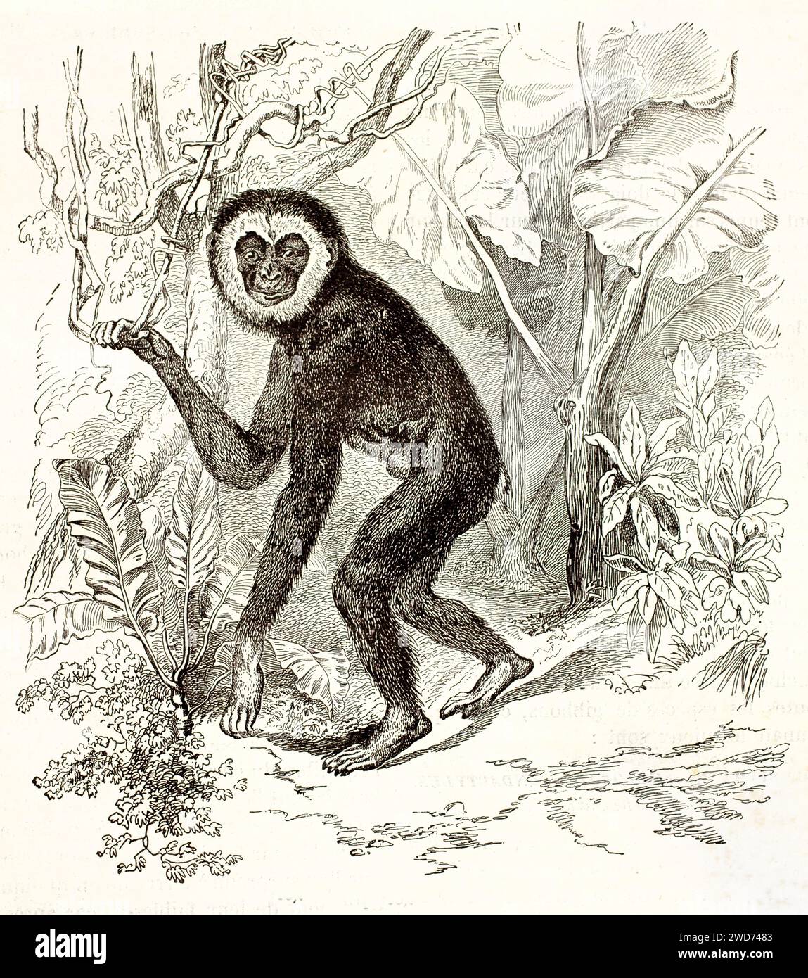 Alte Illustration eines silbernen Gibbons im Regenwald. Von unbekanntem Autor, veröffentlicht auf Brehm, Les Mammifers, Baillière et fils, Paris, 1878 Stockfoto