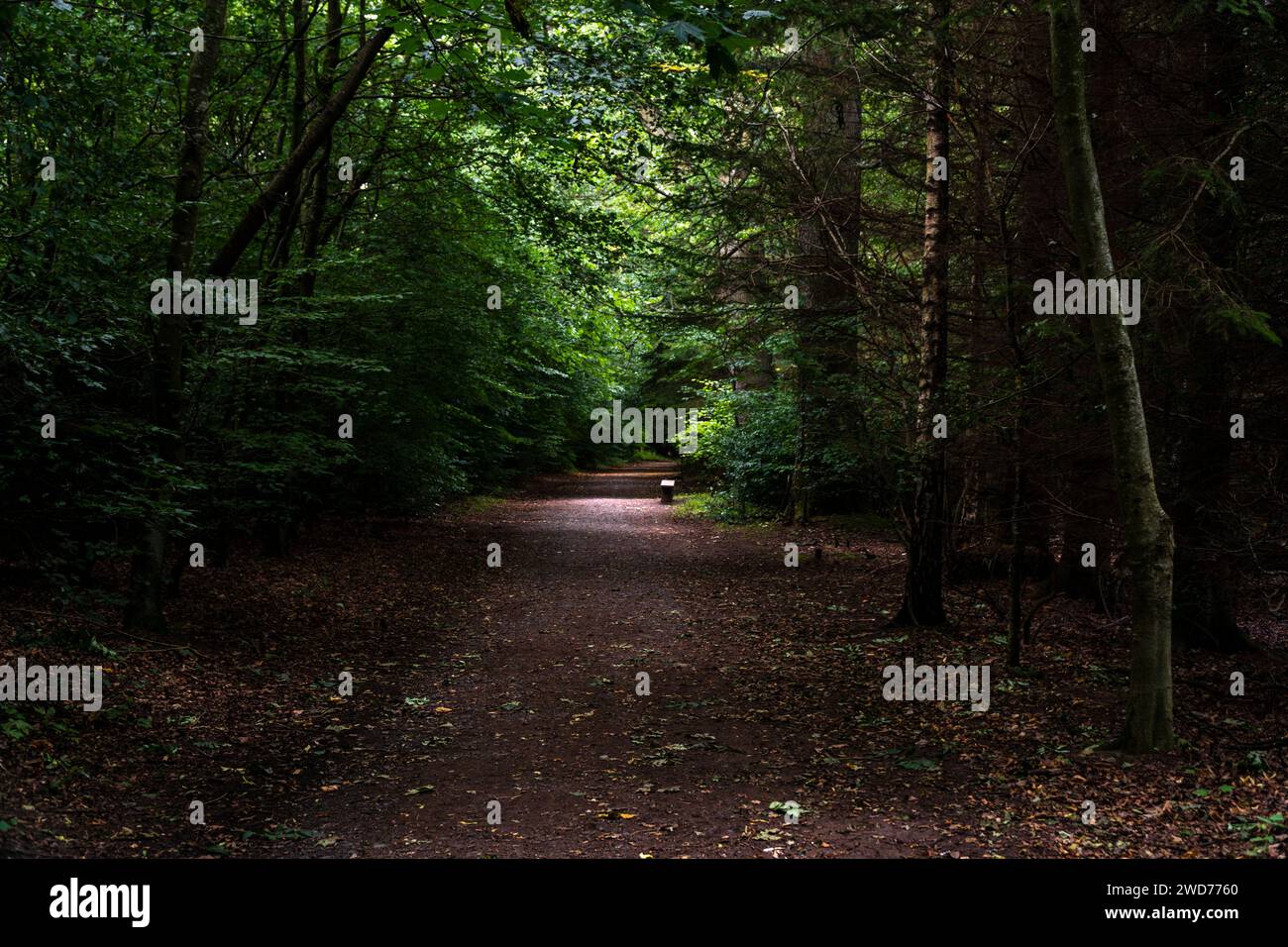 Ein üppig grüner Waldweg, umgeben von lebendigem Laub Stockfoto