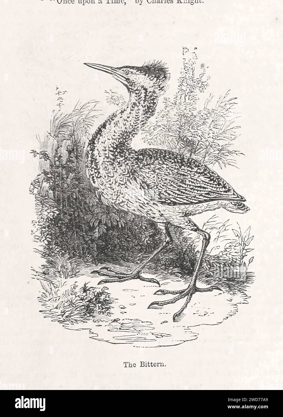 DIE BITTERN. - Bild aus The Popular History of England: An Illustrated History of Society and Government from the early period to OwnTimes by Charles KNIGHT - London. Bradbury und Evans. 1856-1862 Stockfoto