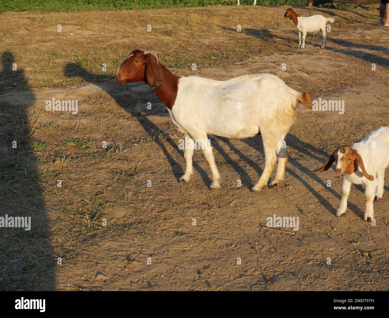 Braune und weiß gefleckte Ziege auf grüner Weide, Säugetiere auf dem Bauernhof Stockfoto