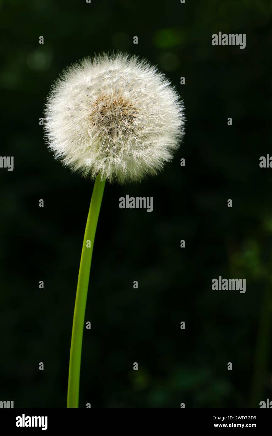 Ein perfekter weißer Löwenzahn- oder Taraxacum-Samenkopf auf einem langen Stiel vor dunklem Hintergrund. Bild mit dem Kopierraum. Stockfoto