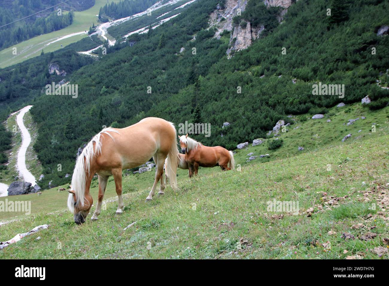 Ein Pferd und ein Fohlen in Alta Badia Stockfoto