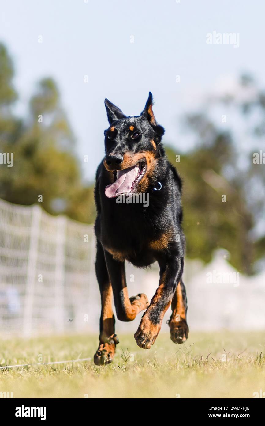 Fröhlich aufgeregter schwarzer und brauner Beauceron Hund, der Hundesport läuft Stockfoto
