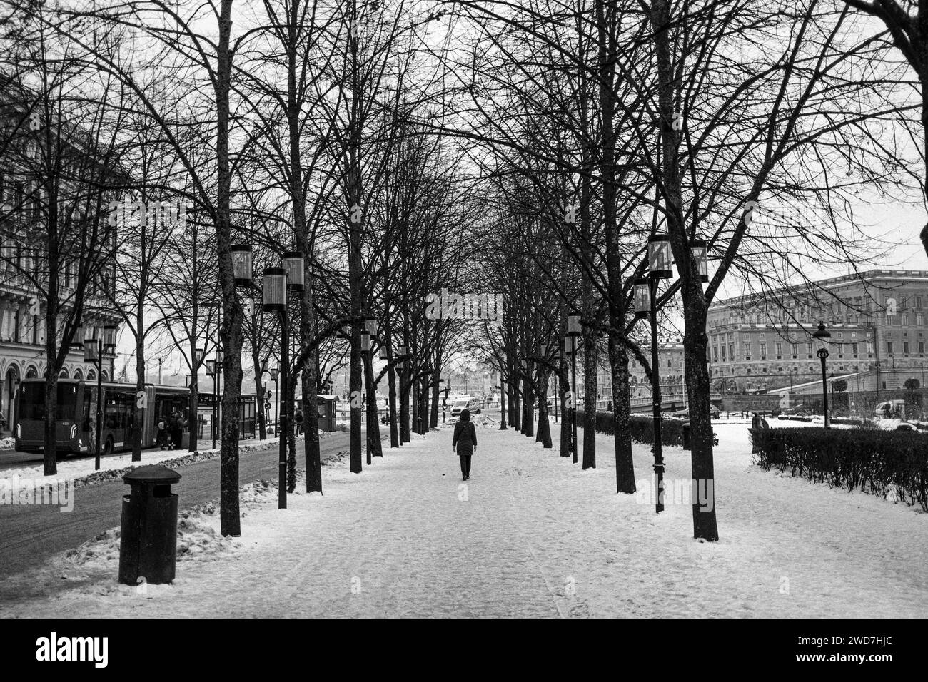 Im Winter spaziert eine Einzelfigur entlang einer Reihe von Bäumen, Stockholm, Schweden Stockfoto