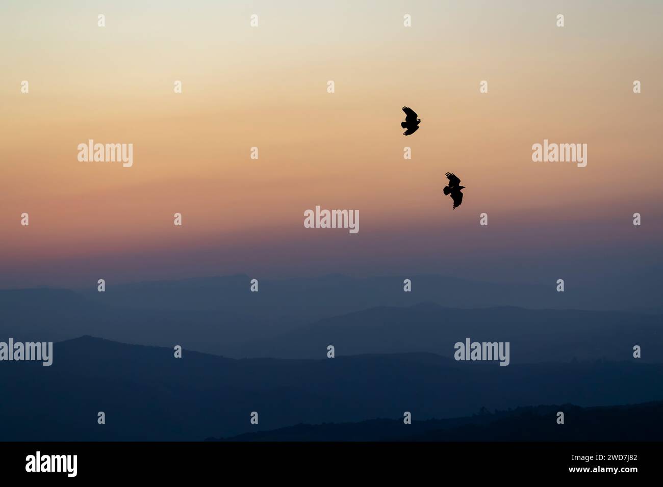 Zwei Krähen fliegen bei Sonnenuntergang Stockfoto