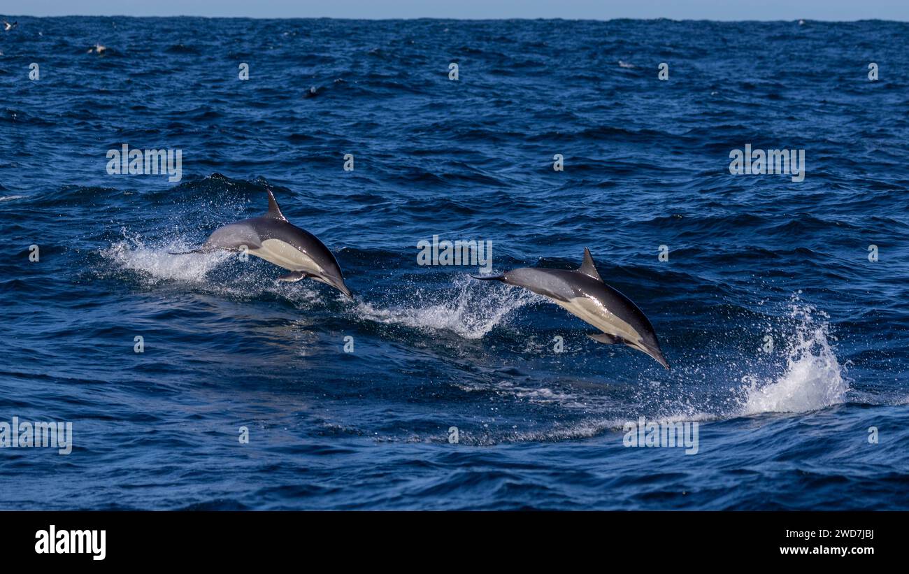 Zwei gewöhnliche Delfine springen aus dem Wasser Stockfoto