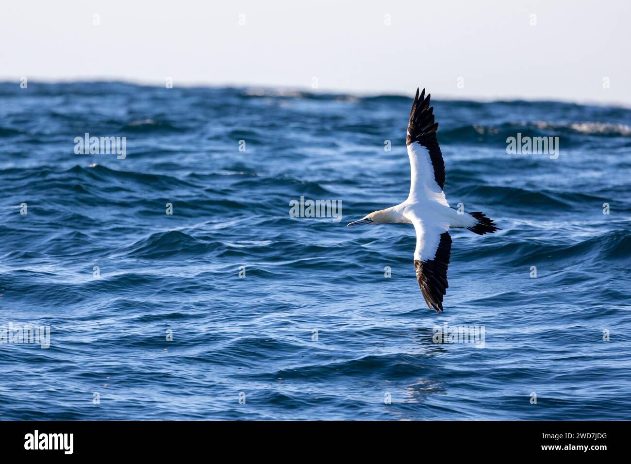 Ein Nördliches Gannet schwimmt über dem Meer Stockfoto