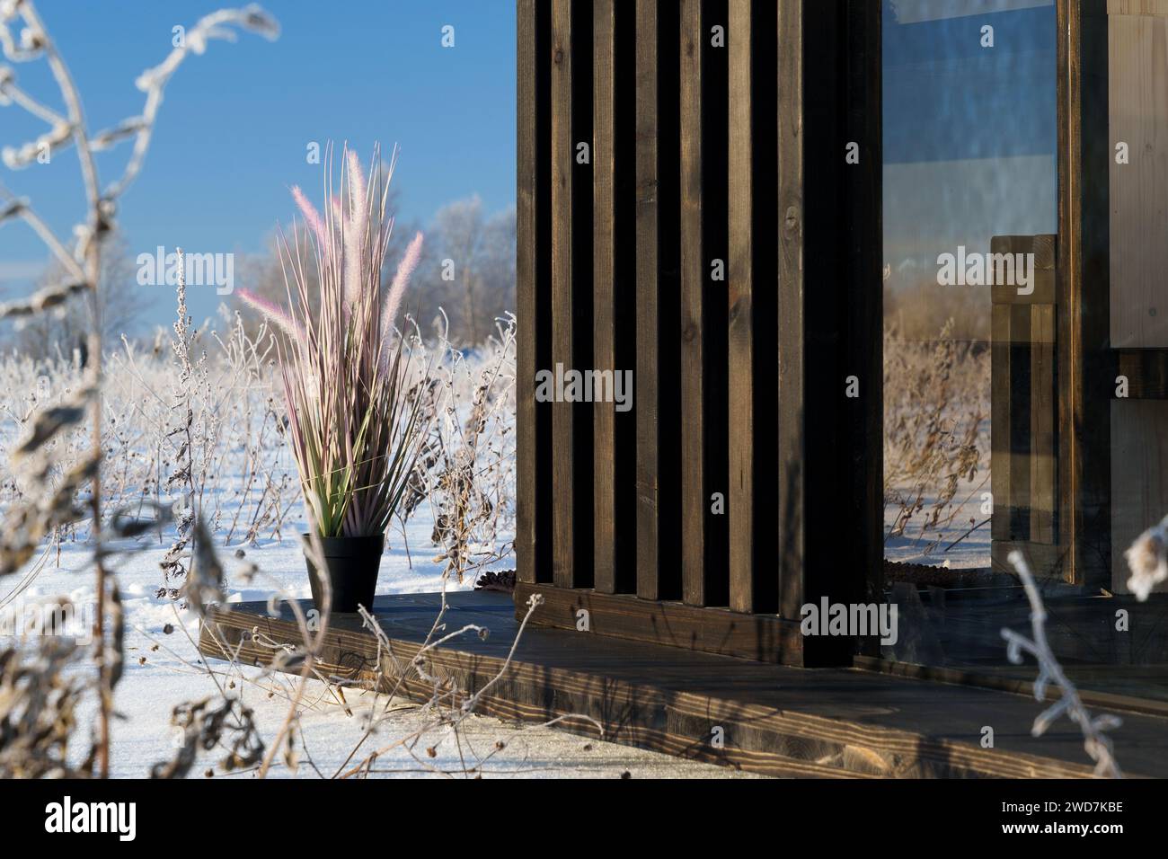 Eine große Pflanze, die mit Schnee geschmückt ist, vor einem Saunawohnhaus Stockfoto