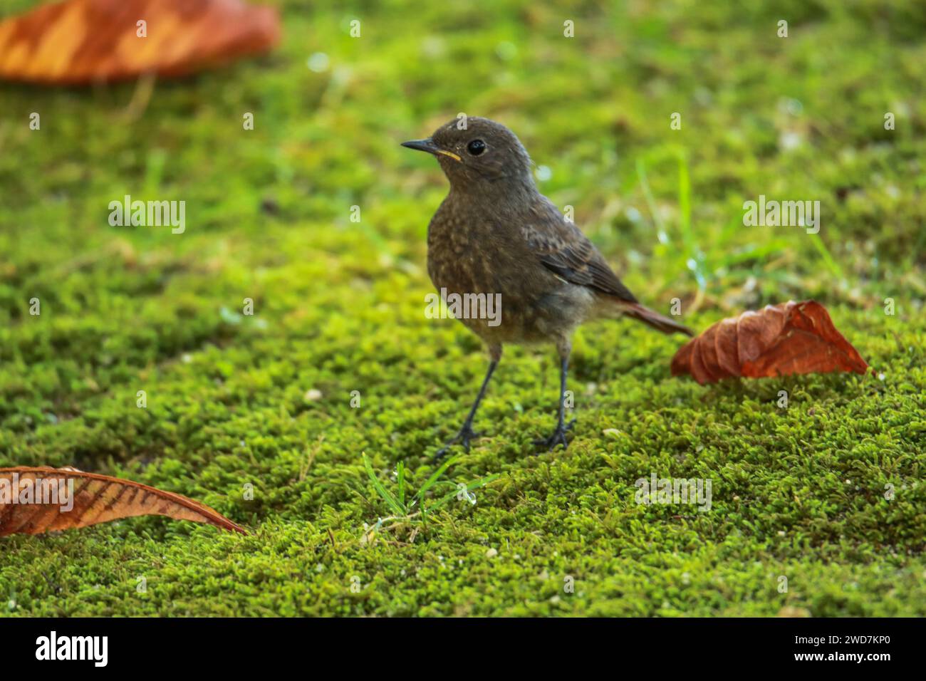 Juvenile eurasische Amsel (Turdus merula), die einen Samen isst Stockfoto