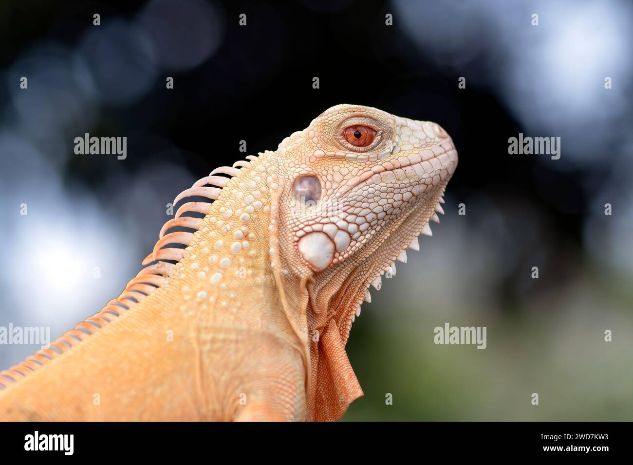 Nahaufnahme eines Albino-Leguans Stockfoto