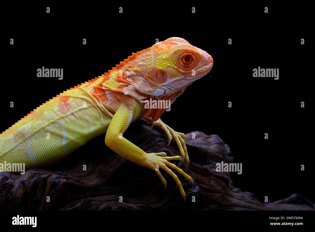 Nahaufnahme eines Albino-Leguans auf schwarzem Hintergrund Stockfoto
