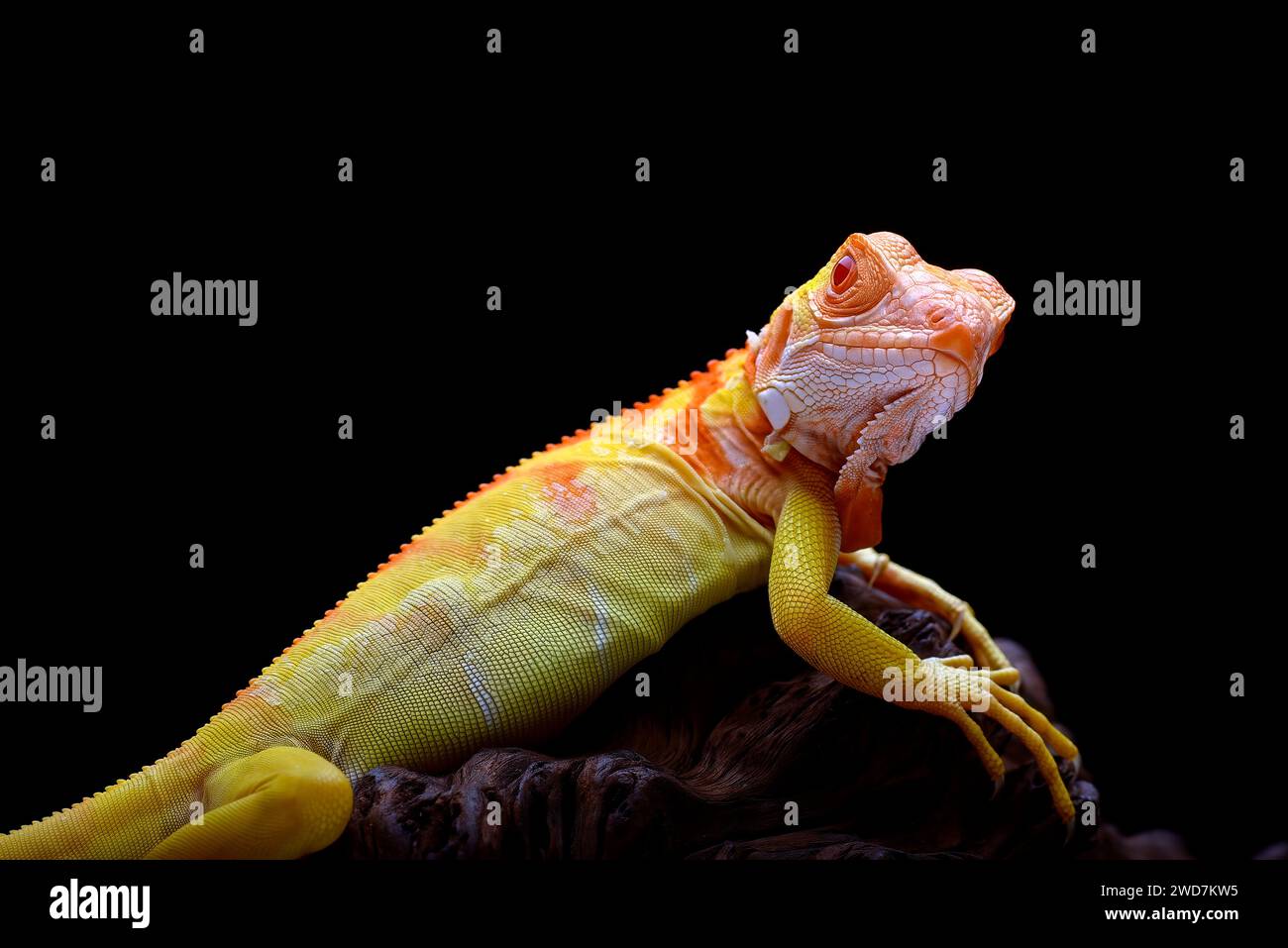 Nahaufnahme eines Albino-Leguans auf schwarzem Hintergrund Stockfoto
