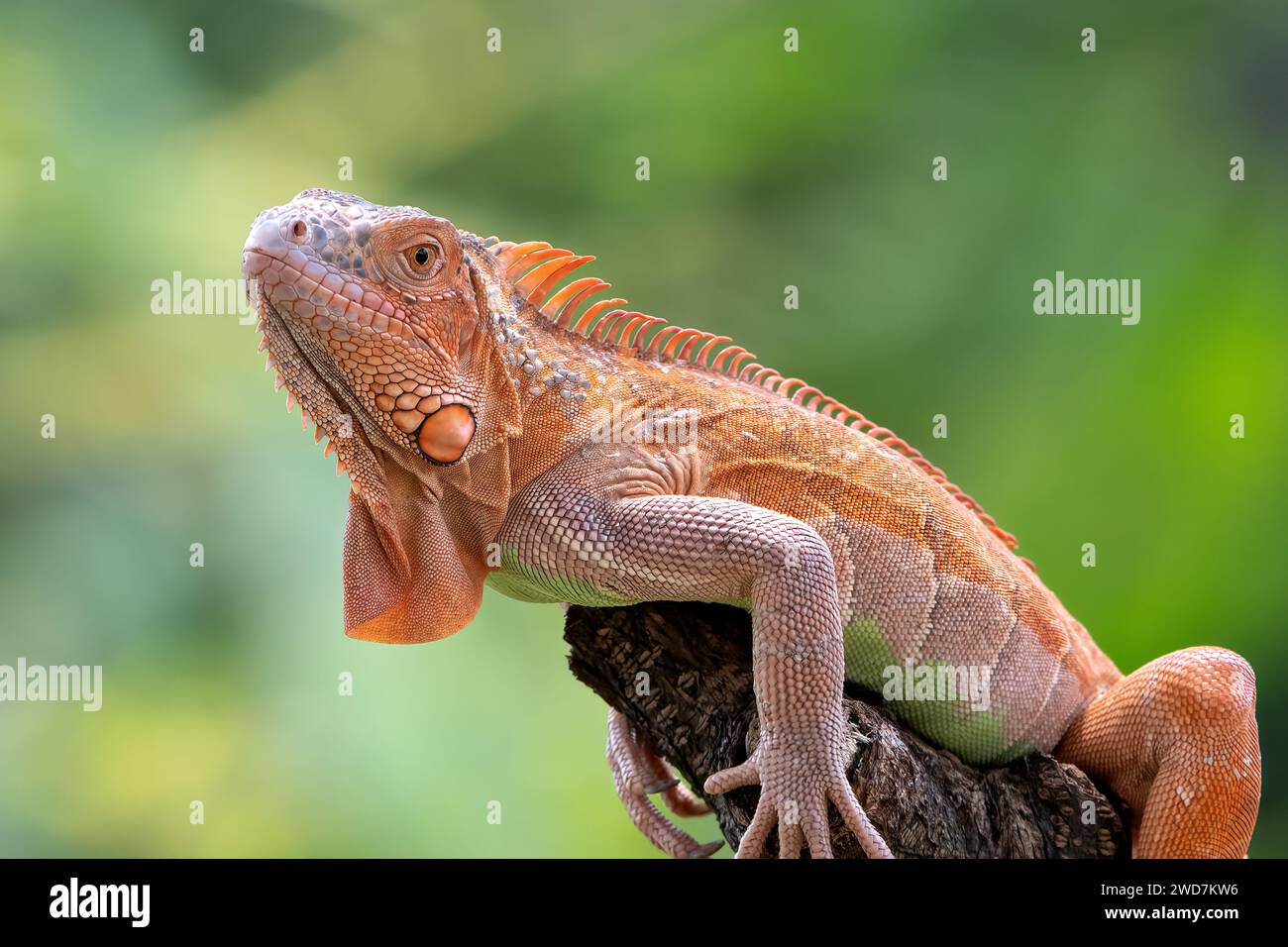Nahaufnahme eines Albino-Leguans Stockfoto