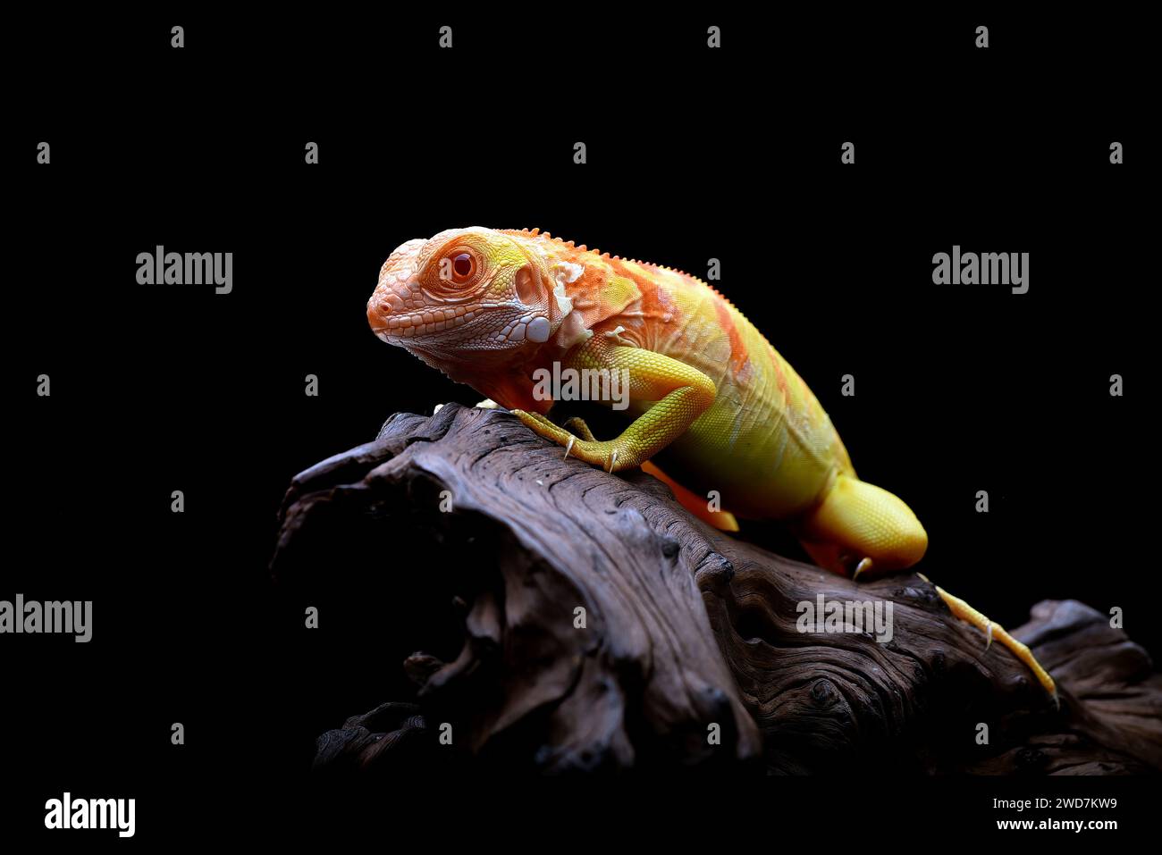 Nahaufnahme eines Albino-Leguans auf schwarzem Hintergrund Stockfoto