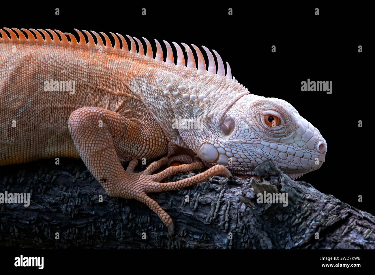 Nahaufnahme eines Albino-Leguans auf schwarzem Hintergrund Stockfoto