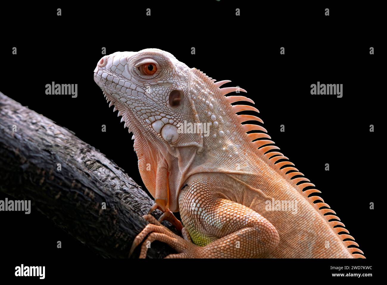 Nahaufnahme eines Albino-Leguans auf schwarzem Hintergrund Stockfoto