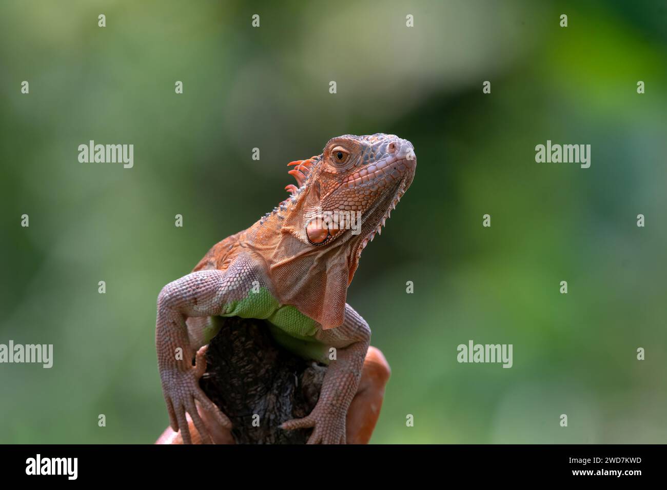 Nahaufnahme eines Albino-Leguans Stockfoto