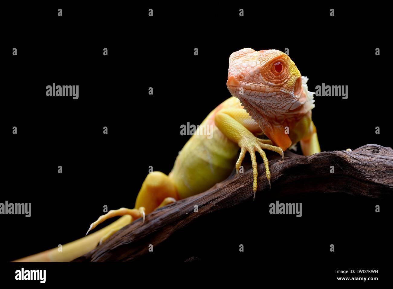 Nahaufnahme eines Albino-Leguans auf schwarzem Hintergrund Stockfoto