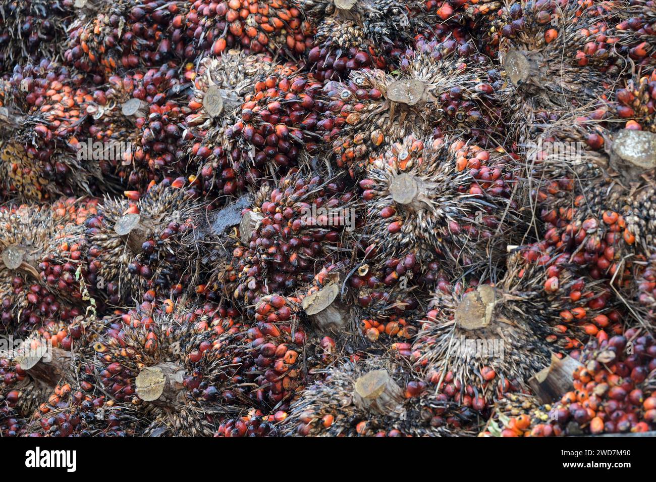 GHANA, Kwae, GOPDC, ein Mitglied der belgischen SIAT-Gruppe, ist ein integriertes agroindustrielles Unternehmen, das auf den Anbau von Ölpalmen, die Gewinnung von Rohpalmöl und Palmkernöl, die Palmöl-Mühle, die Lieferung von geernteten Palmöl-Früchten spezialisiert ist / GHANA, Kwae, GOPDC, Ölpalmen Plantage und Palmöl Mühle, Anlieferung geernteter Palmöl Früchte zur Verabeitung zu Speiseöl Stockfoto