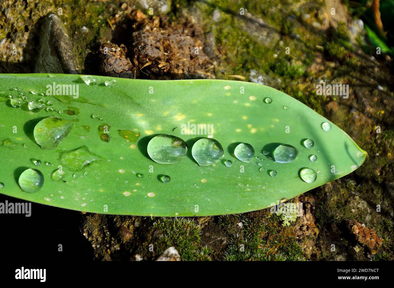 Regentropfen glitzern auf einem üppig grünen Blatt, das auf der Erde ruht Stockfoto