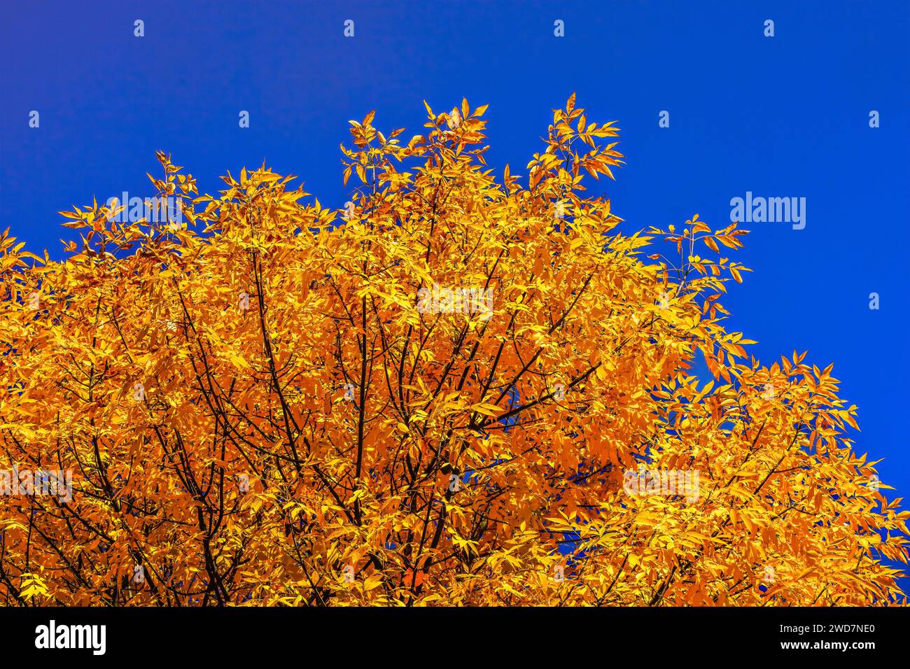 Orange Herbstlaub Tree Blue Sky Issaquah Washington Stockfoto