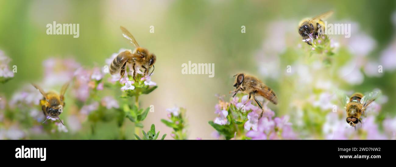 Nahaufnahme einer Honigbiene, die Pollen auf Thymianblüten sammelt, in einem Garten auf verschwommenem Hintergrund Stockfoto