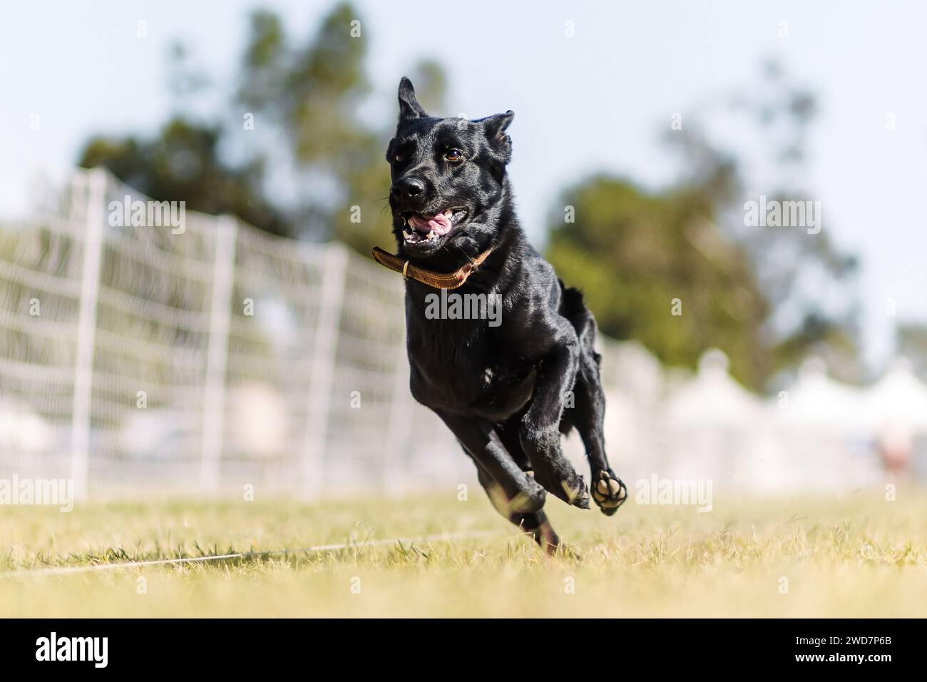 Glücklicher schwarzer Schäferhund, der im Köderkurs-Sport läuft Stockfoto