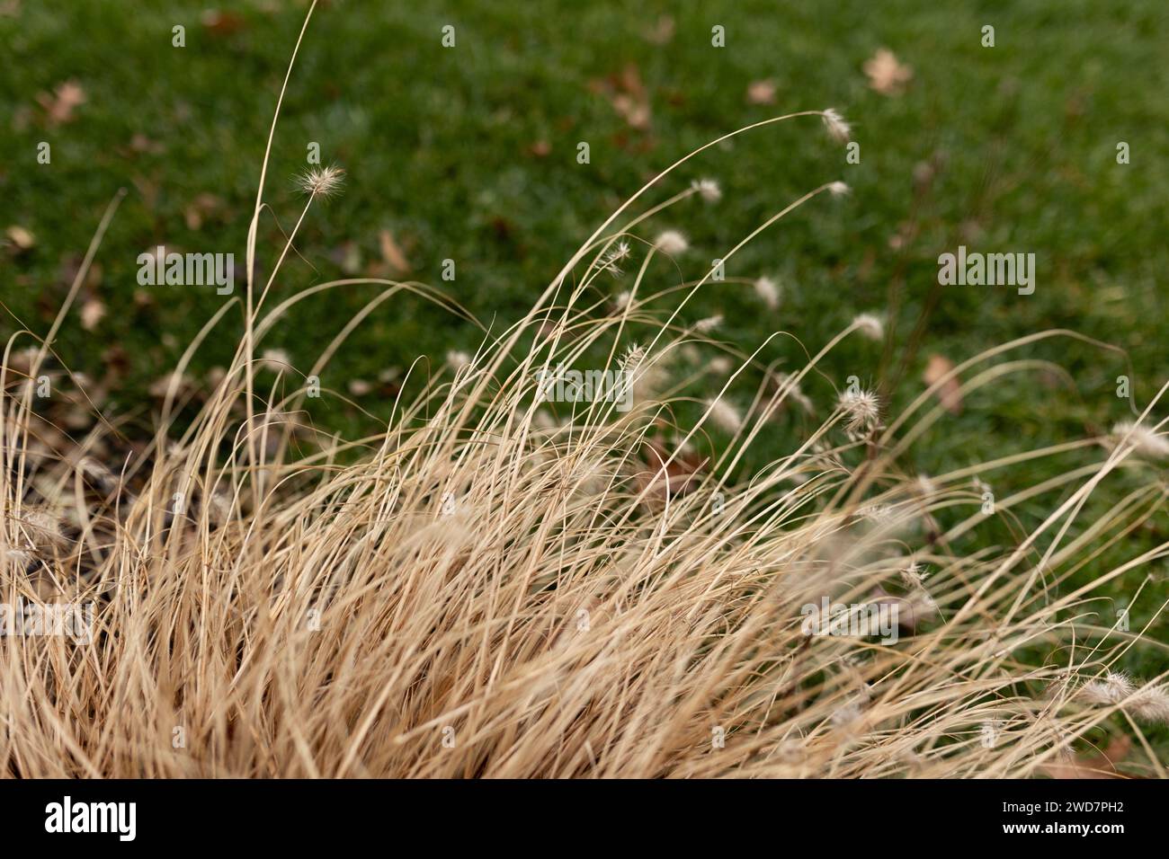 Nahaufnahme der getrockneten Grasvegetation im Winter Stockfoto