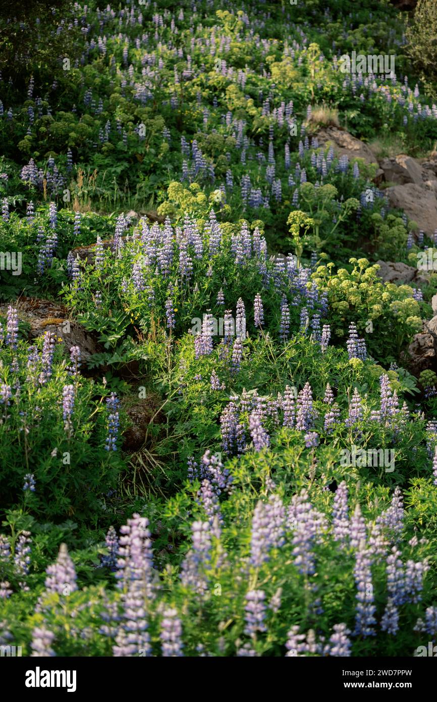Floraler Hintergrund von violetter nootka Lupine mit grünem Laub Stockfoto