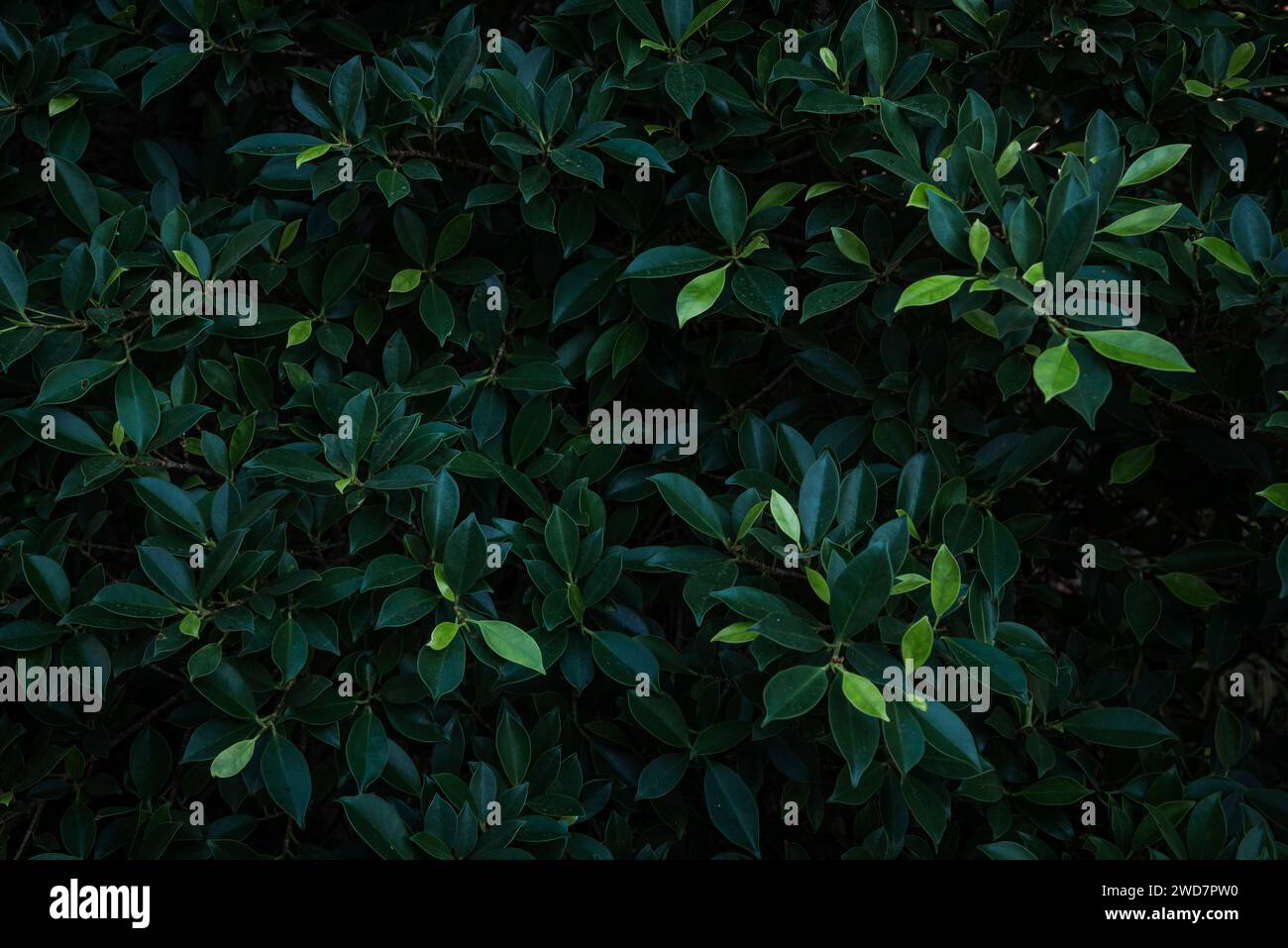 Frischer, grüner, tropischer Laubsträucher im Hintergrund Stockfoto