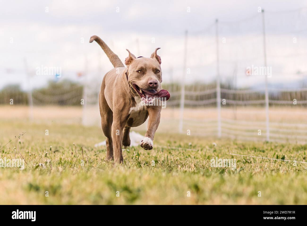 American Pit Bull Terrier Running Lure Course Hundesport Stockfoto