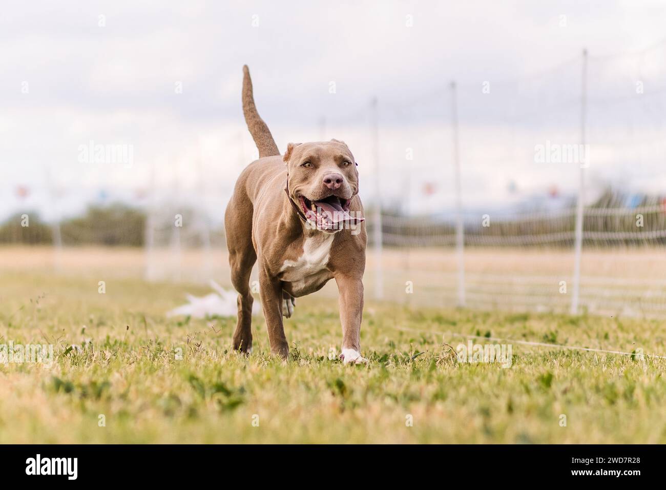 American Pit Bull Terrier Running Lure Course Hundesport Stockfoto