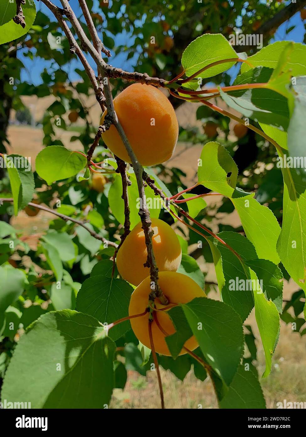Aprikosen warten darauf, im sonnigen Obstgarten geerntet zu werden Stockfoto