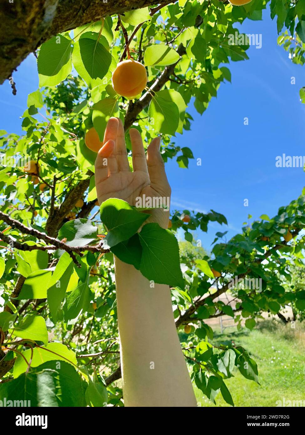 Ernte der perfekten Bio-Aprikose im Obstgarten Stockfoto