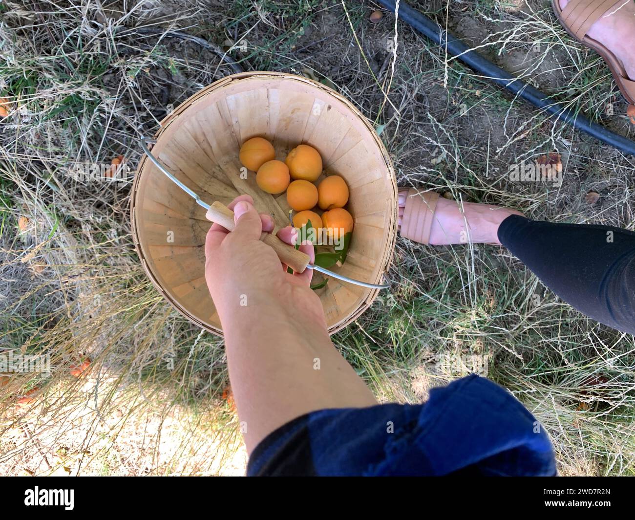 Junge Frau, die Aprikosen in Bio-Obstgärten erntet Stockfoto
