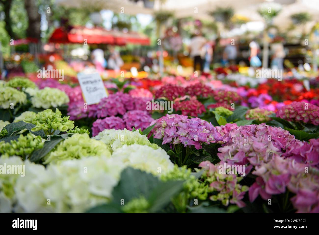 Bunte Sorten von hortensien- oder hortensienblüten, die an einem sonnigen Frühlingstag im Freien auf einem Blumenmarkt verkauft werden Stockfoto