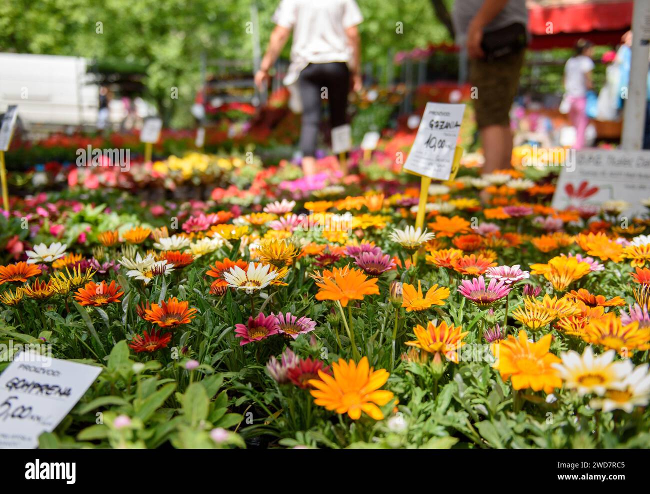 Bunte Sorten von Gazania rigens Blumen zum Verkauf im Freien auf einem Blumenmarkt an einem sonnigen Frühlingstag Stockfoto