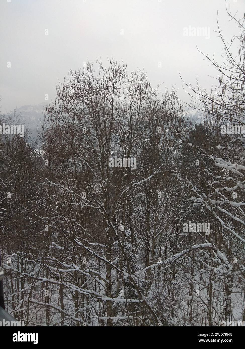 Wunderschöne Landschaften mit schneebedeckten Kiefern in München (Deutschland). Stockfoto