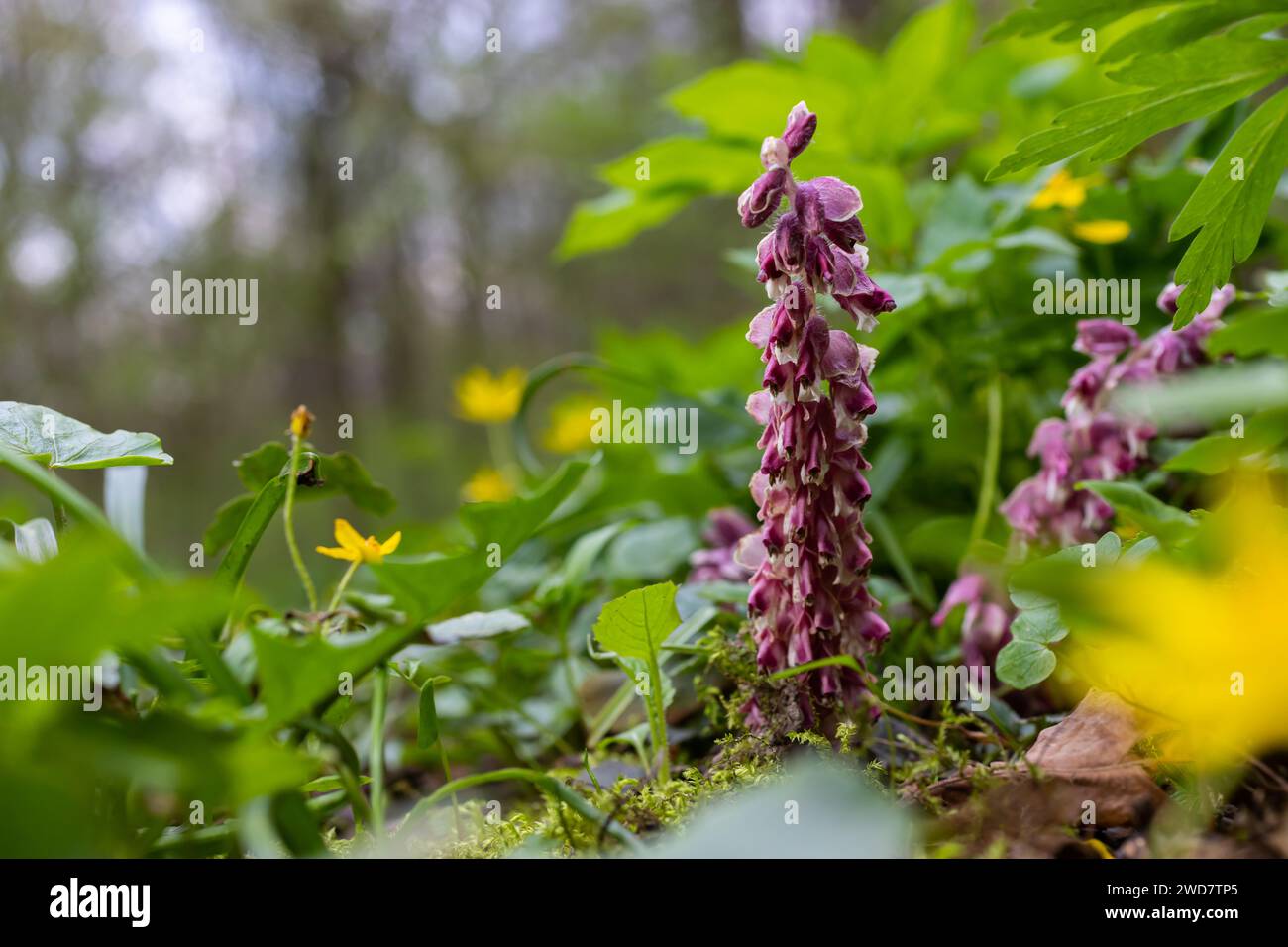 Die Pflanze Lathraea squamaria ist ein Parasit in den Wäldern Europas. Rosafarbene Blüten aus blühenden gewöhnlichen Zahnwürzen im Wald, parasitäre Pflanze wächst auf Tre Stockfoto