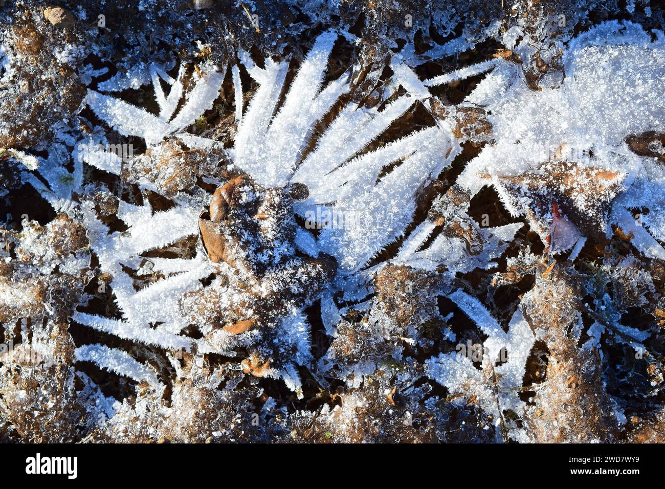 Winter Ground Frost Hintergrund Textur, Kristall gefrorenes Eis bedeckt Boden Stockfoto