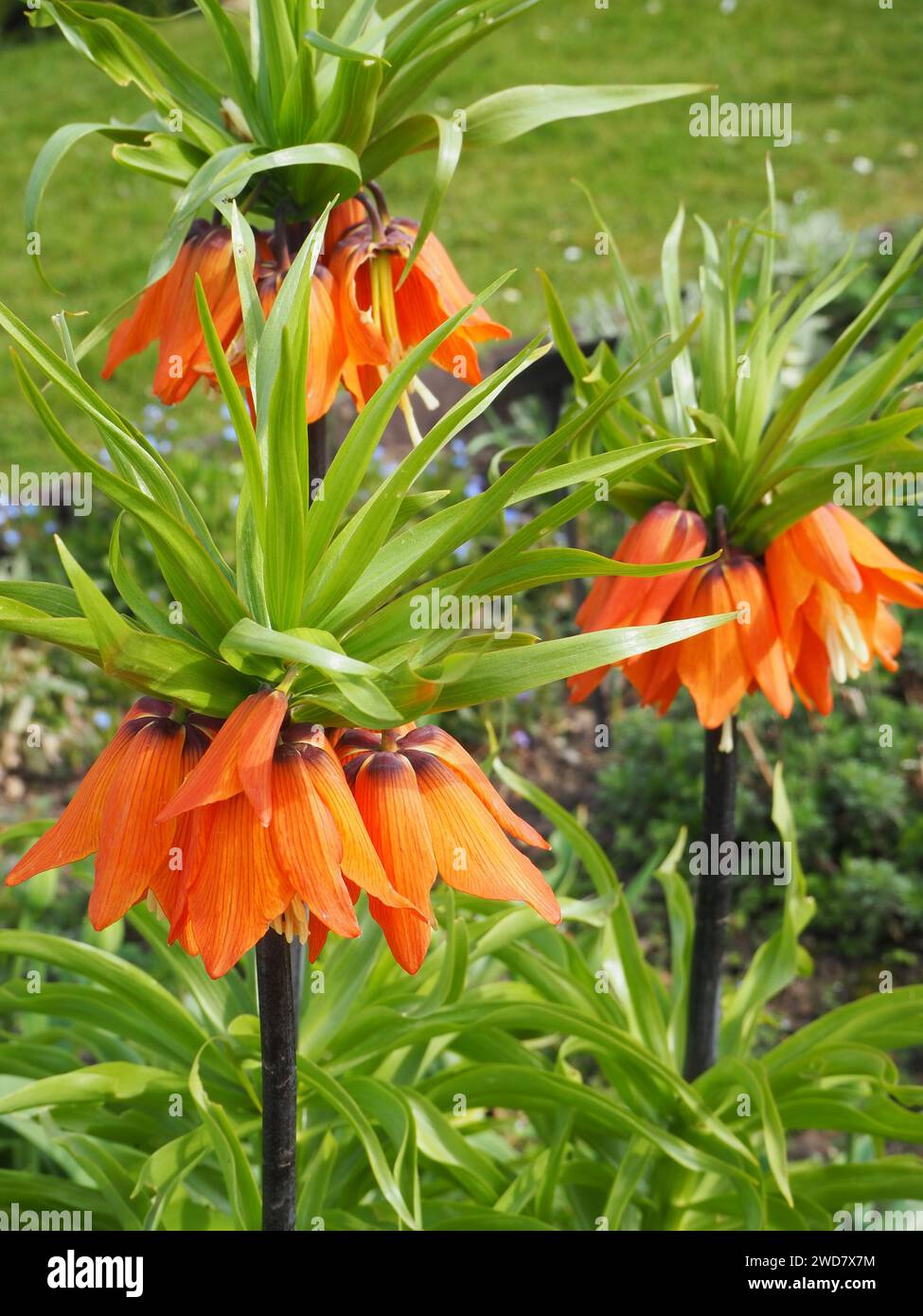 Ummauerte Gartenblumen Stockfoto