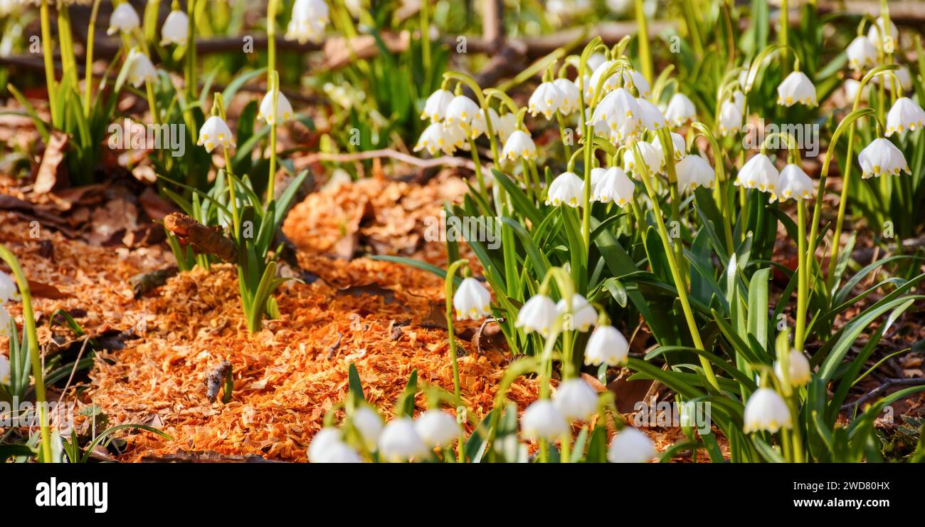 Frühlingsschneeflocke blüht an einem sonnigen Tag. Naturhintergrund mit weißen Blumen auf der Waldlichtung Stockfoto