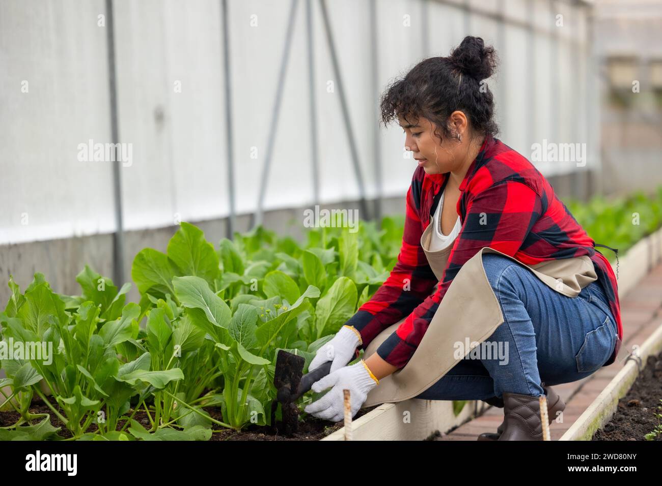 Weibliche Arbeiterin kultivierte landwirtschaftliche Nutzpflanzen grünen chinesischen Blumenkohl in der ökologischen Landwirtschaftsfarm des Gewächshauses Stockfoto