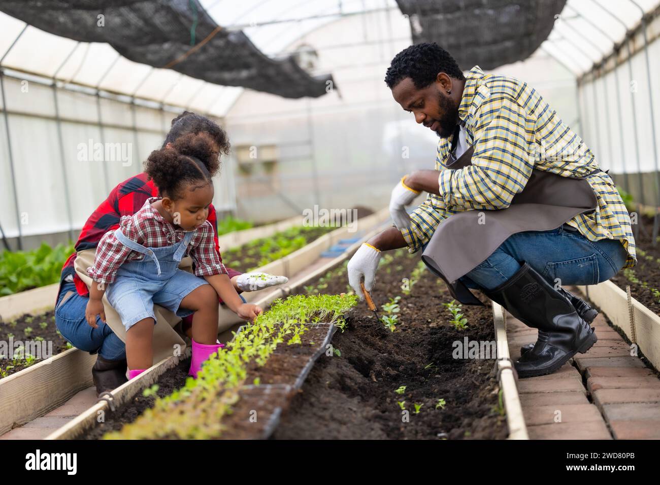 Afrikanische schwarze Kinderspielpflanze kleine Baumgartenarbeit auf Bauernhof mit Familie. Kinder, Papa, Mama, liebt Natur, oganische Landwirtschaft. Stockfoto